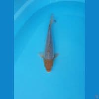 sabikoyo 27cm