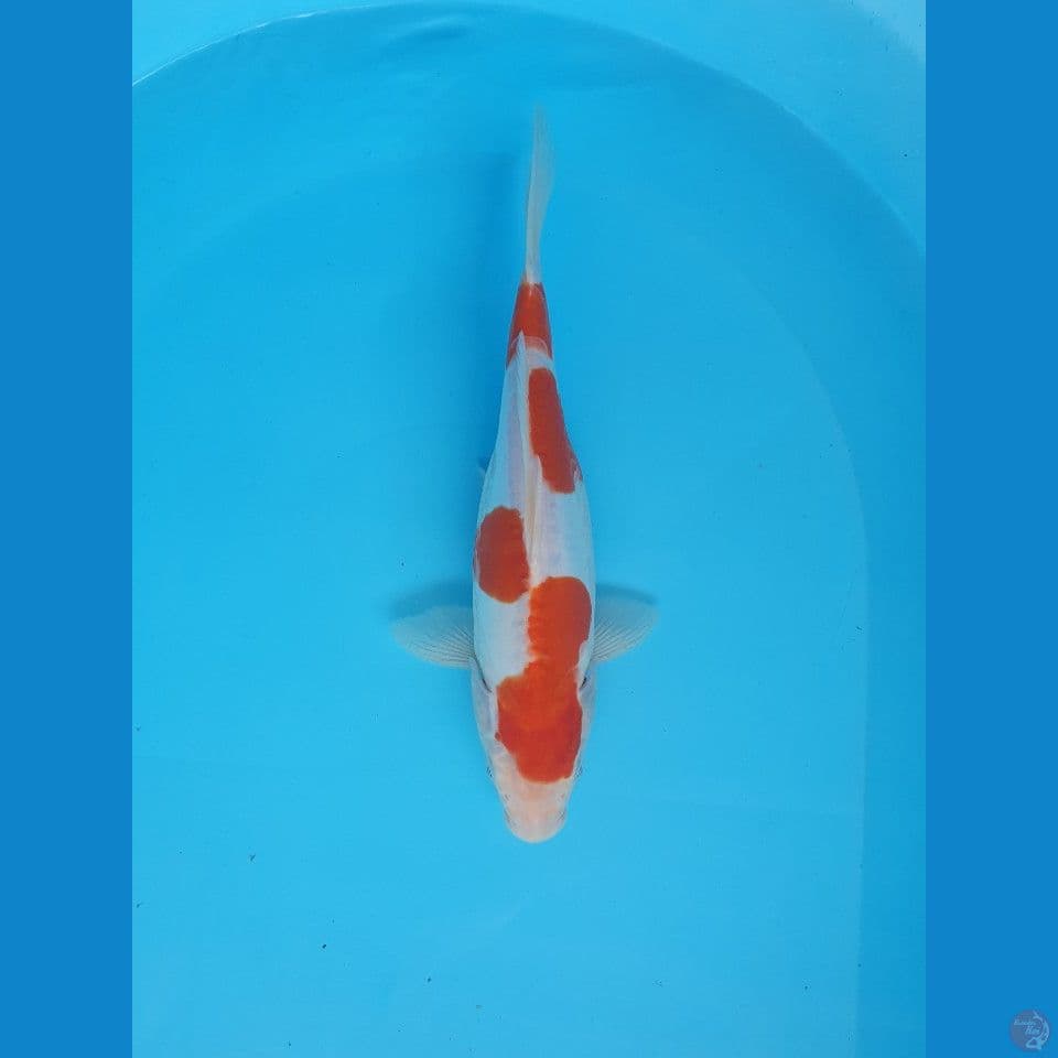 kohaku doitsu 