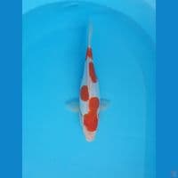 kohaku doitsu 