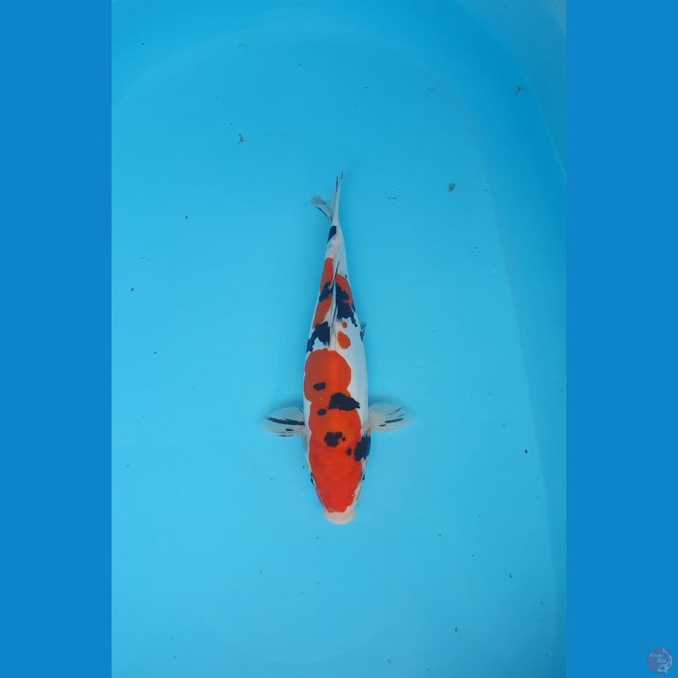 sanke doitsu 27cm