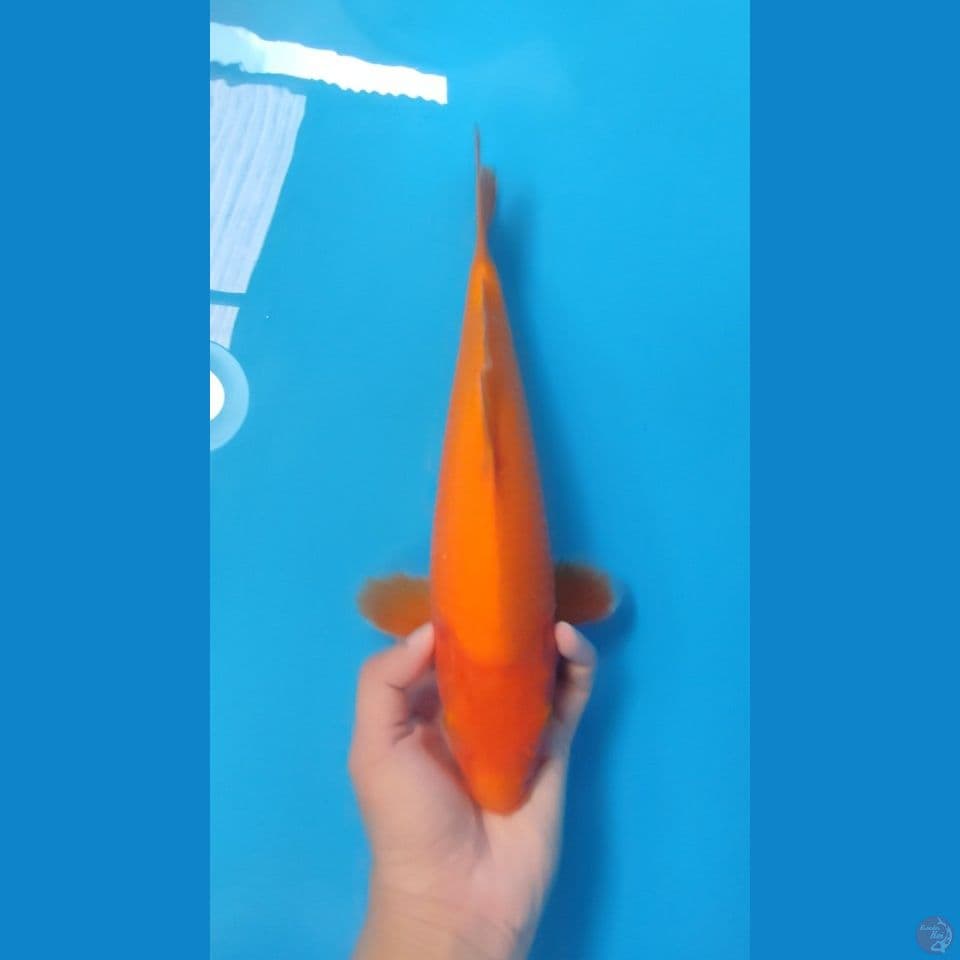 BENIGOI 33CM - FEEMALE 