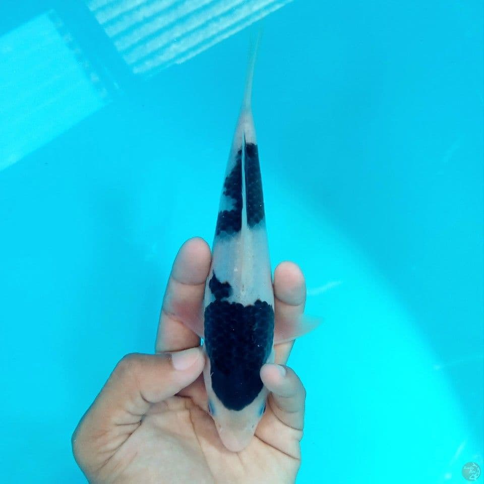 BUDO GOROMO ORI 21CM