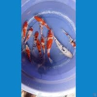 sk miix koi