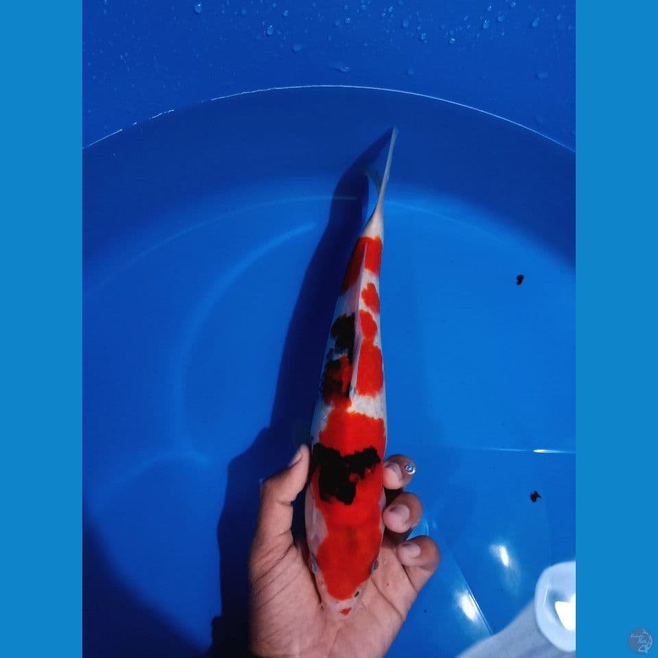 pejantan tategoi showa 30cm