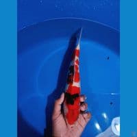 pejantan tategoi showa 30cm