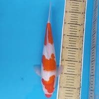 Kohaku ~35 M