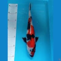 Showa male 33 cm
