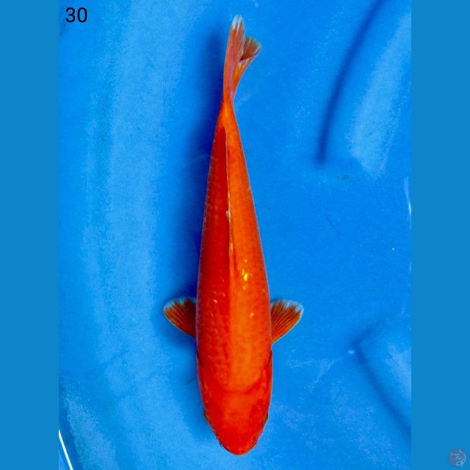 30cm - Benigoi