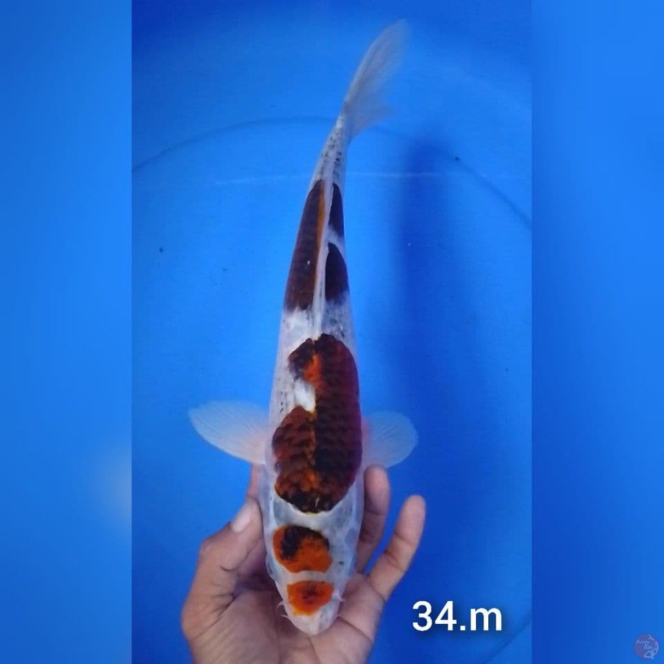 maruten goromo size : 34cm