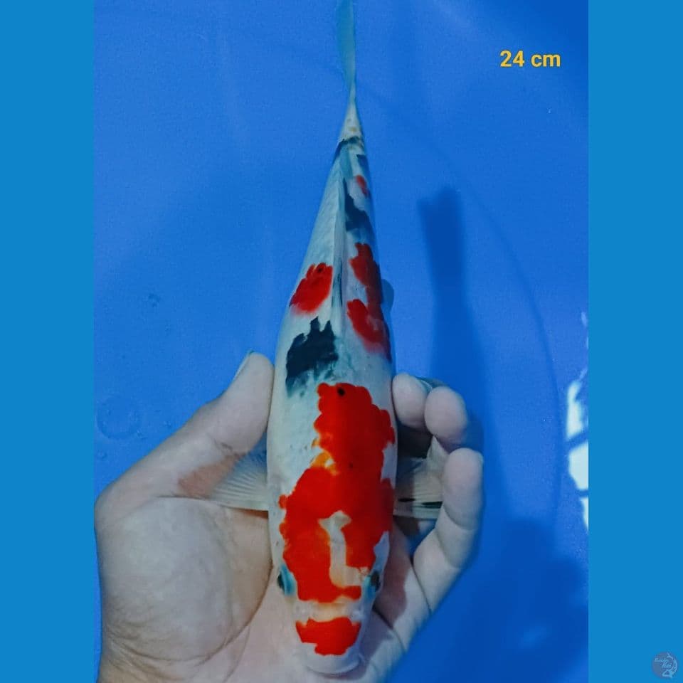 sanke 24cm fm
