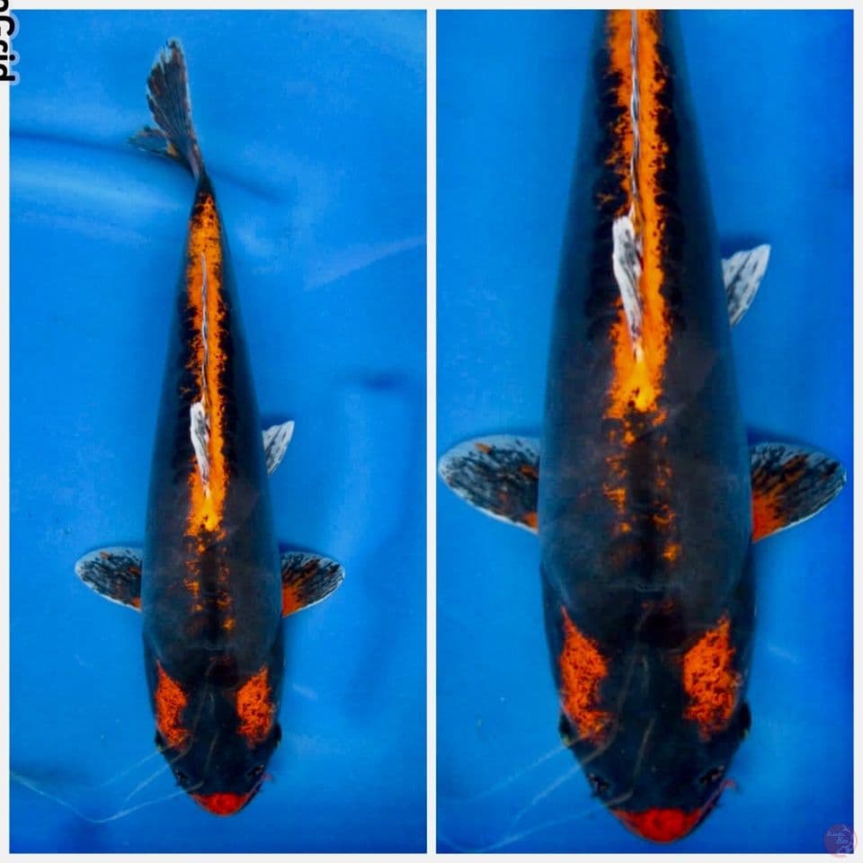 kukryu 32cm F1 marusai male 