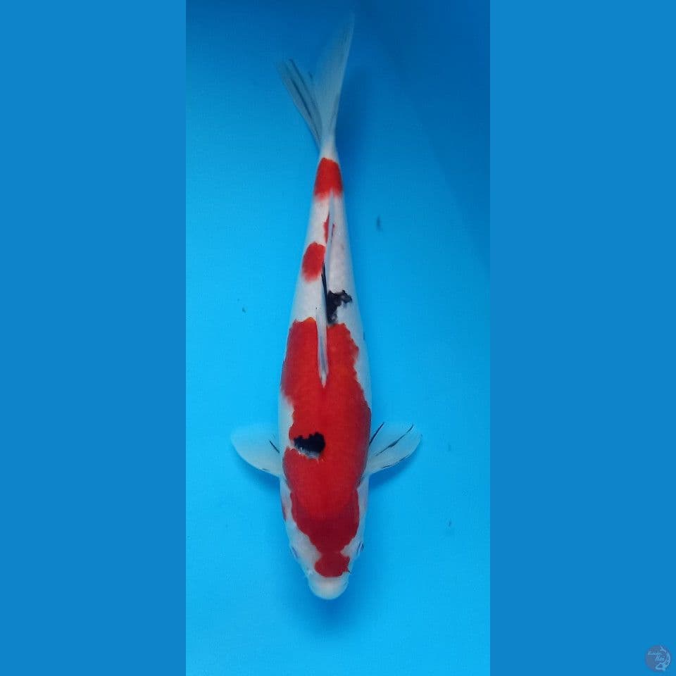 sanke f39xm good skin merah strong