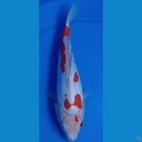 KOHAKU DOITSU sz 26cm