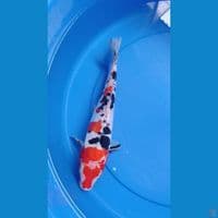 SANKE DOITSU sz 28cm