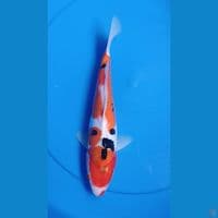 SANKE DITSU sz 26cm