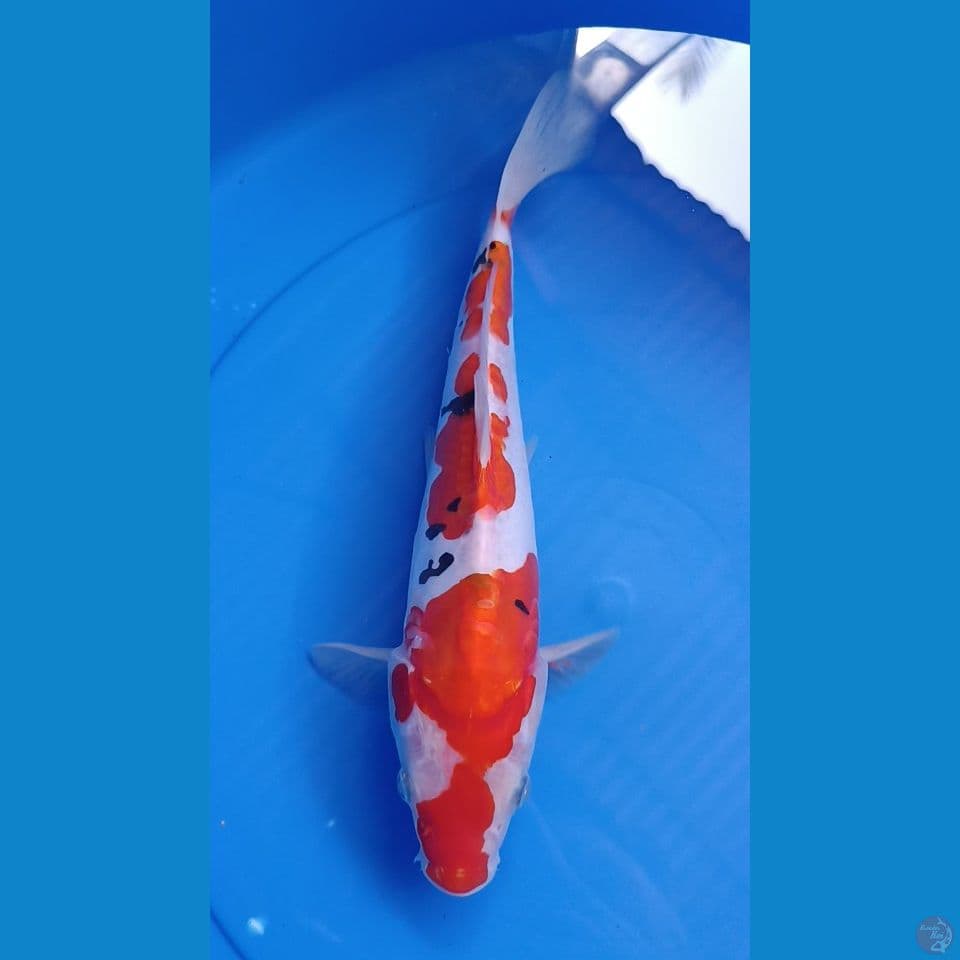 SANKE DOITSU sz 28cm