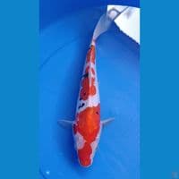 SANKE DOITSU sz 28cm