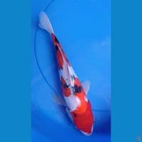 SANKE DOITSU sz 29cm