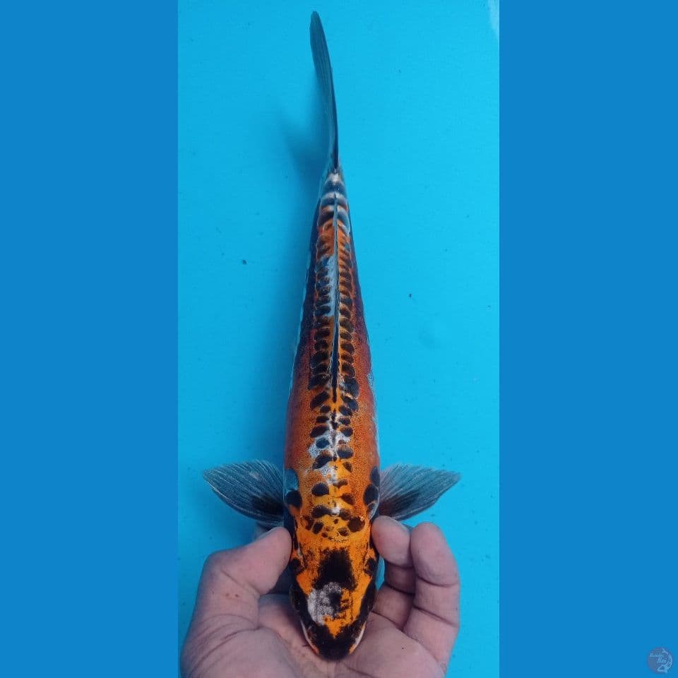 kiko 32