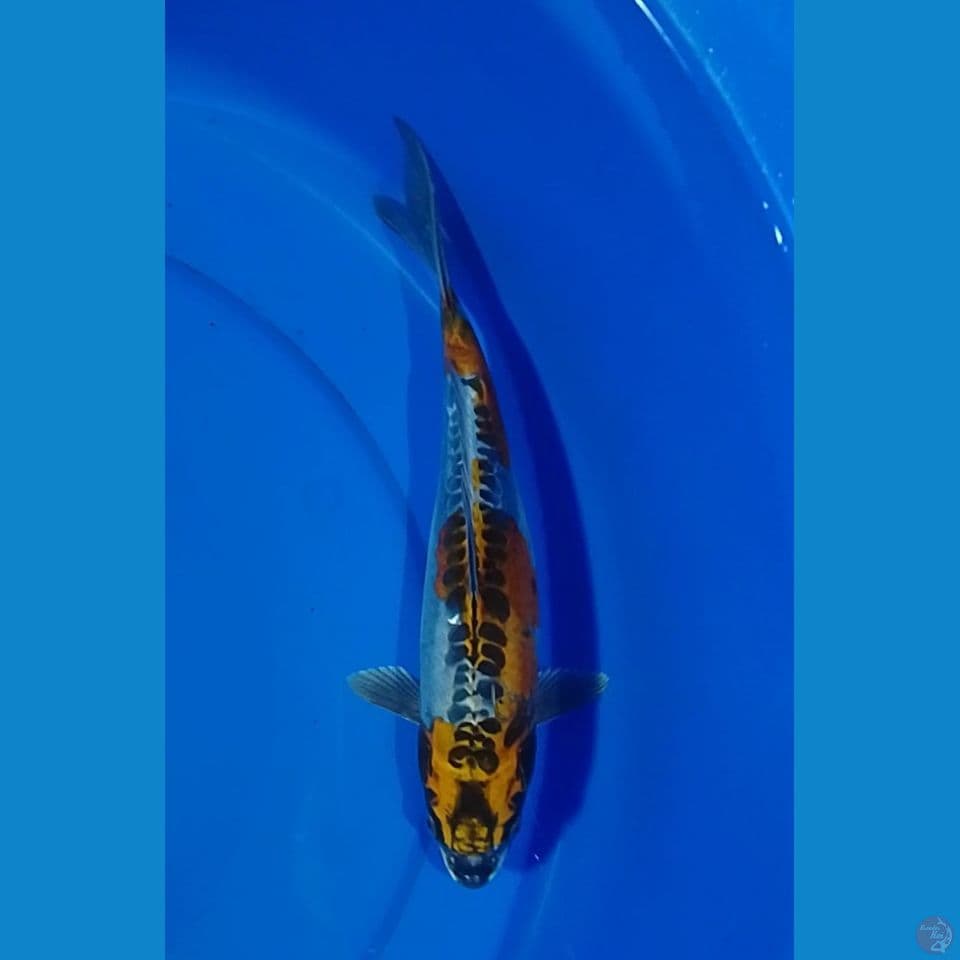kiko kuryu size : 29cm.