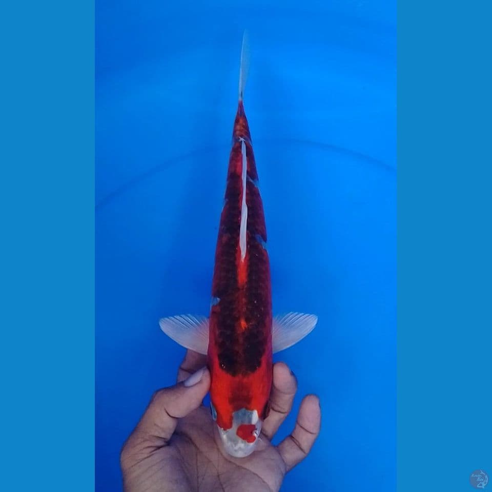 kujaku red size : 26 cm.m