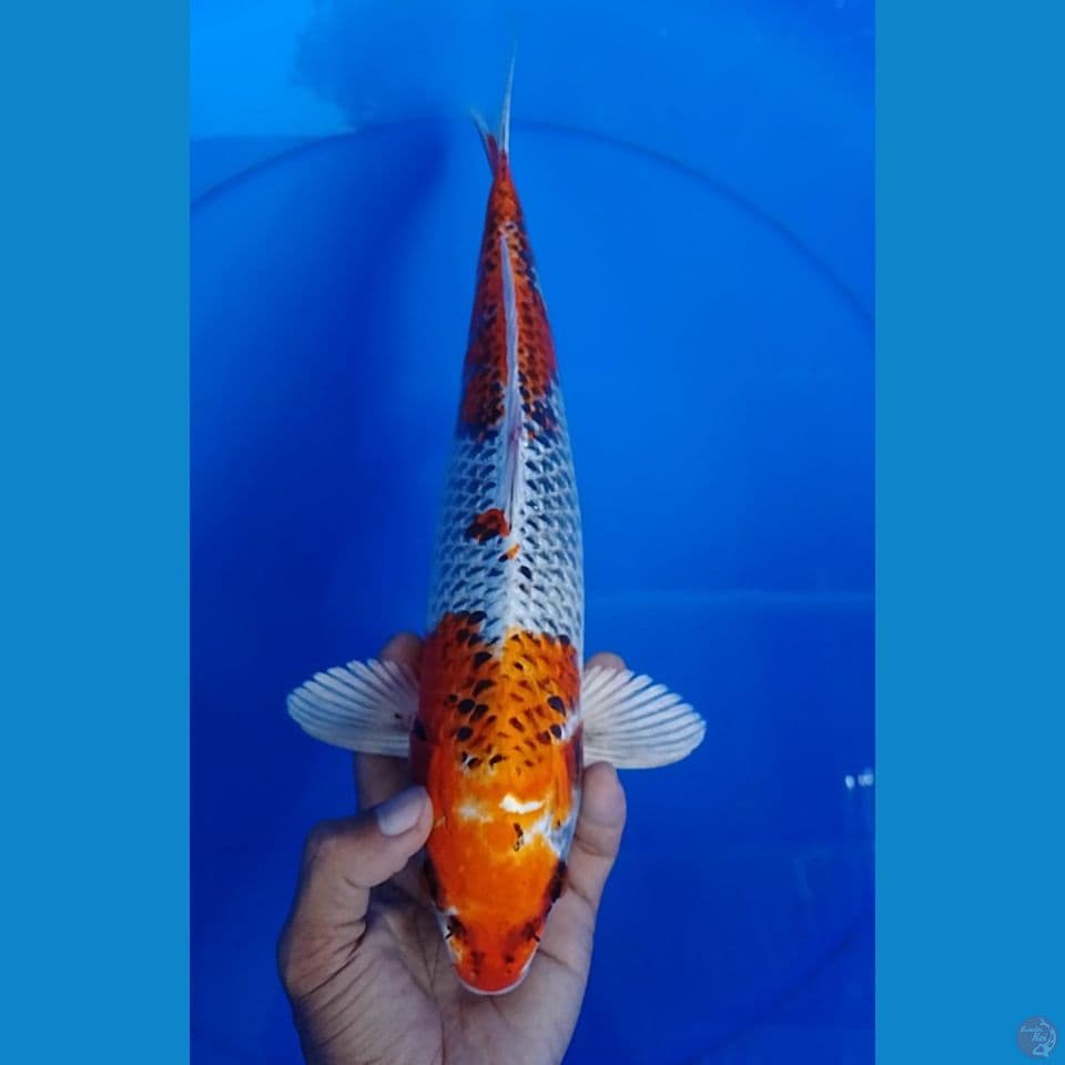 gingga size : 34 cm
