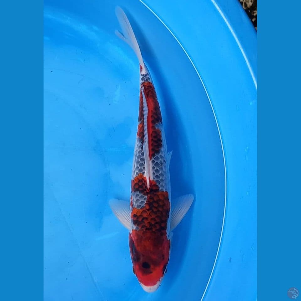 GOROMO GOSHIKI 34CM MALE