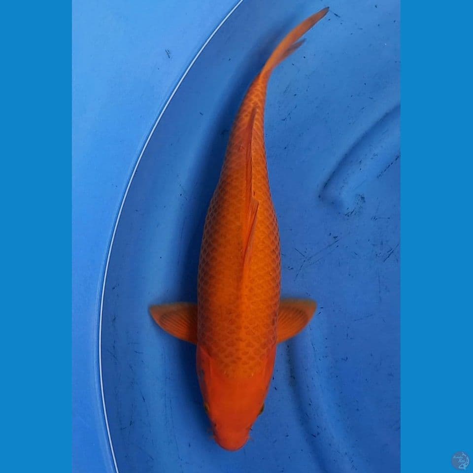 KARAMEL 47CM