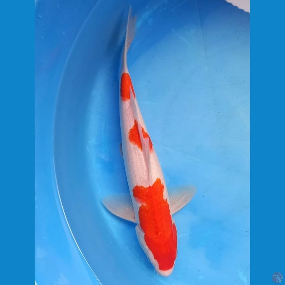 SANDAN KOHAKU 36CM MALE