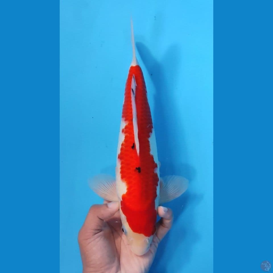 SANKE TATEGOI 28CM - FEEMALE