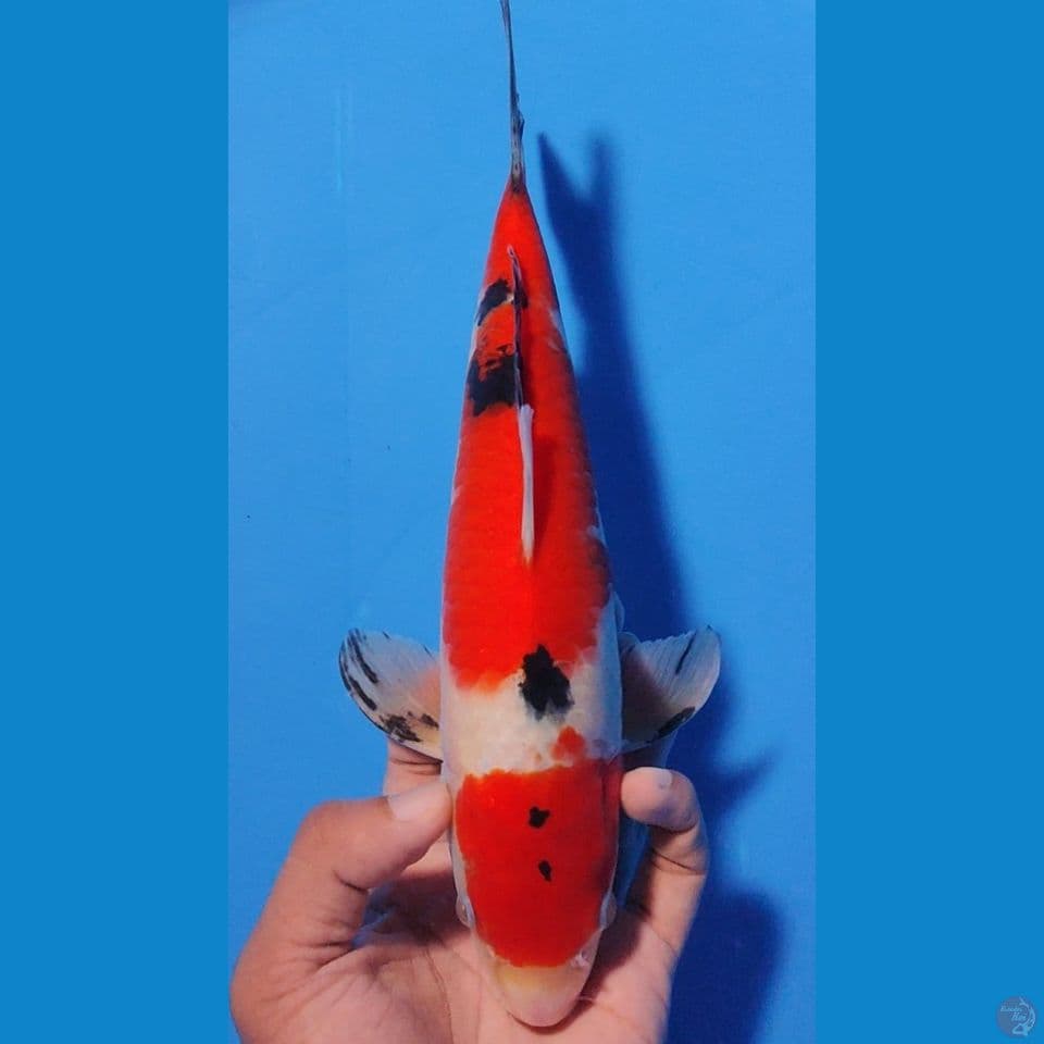 SANKE MARUTEN 28CM - FEEMALE