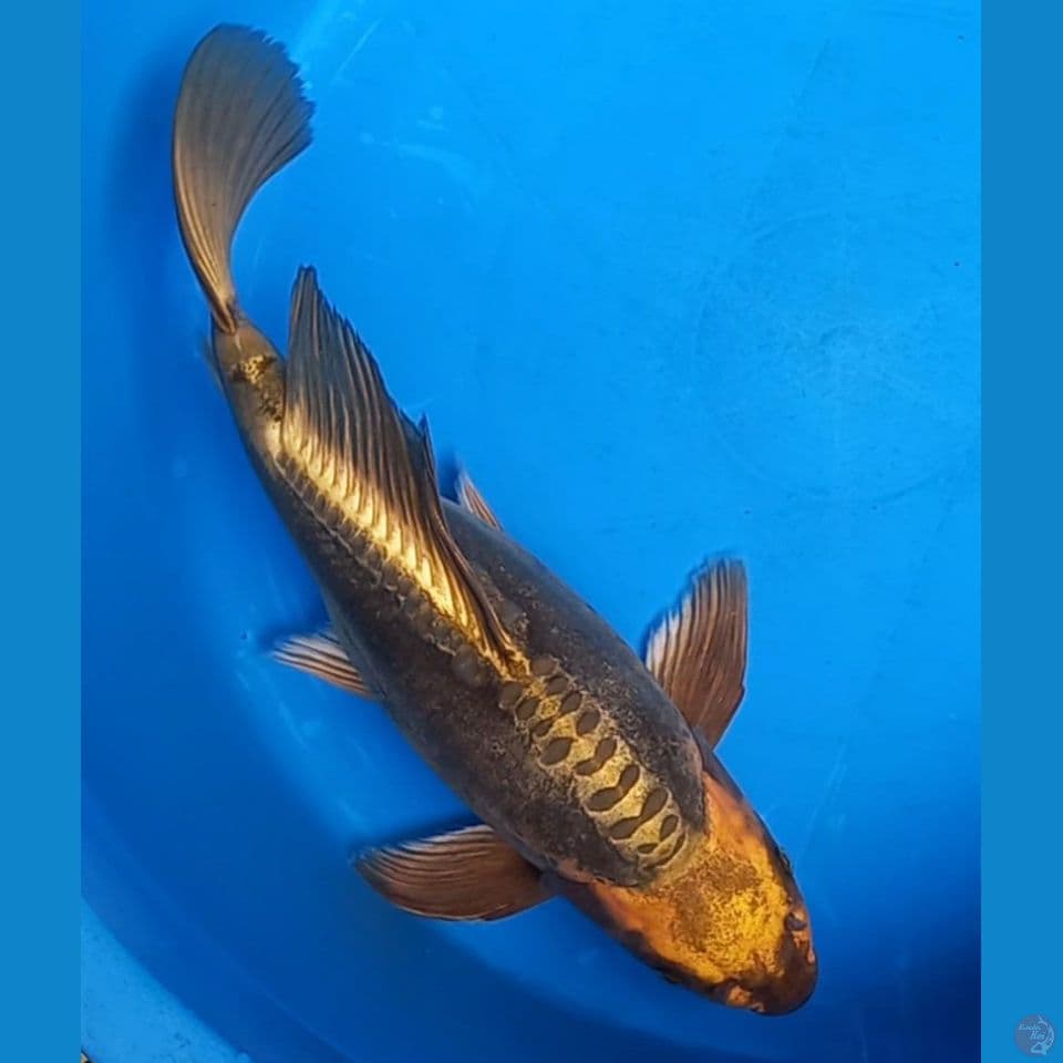 BULKY GOLD MUKASHI DOITSU 35CM