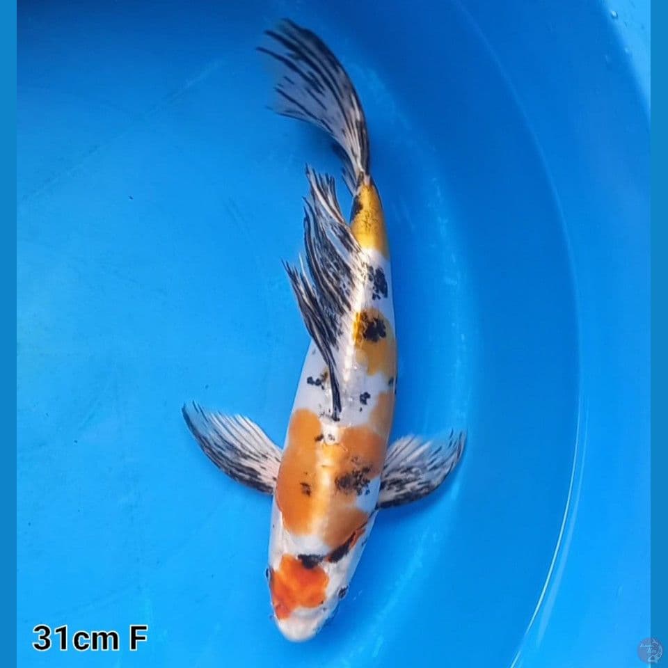 LIMITED HESEI NISHIKI 31CM