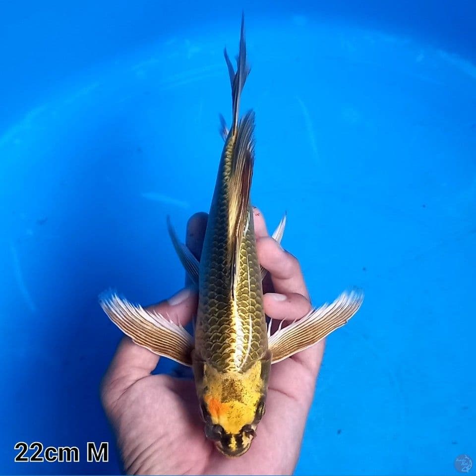 MUKASHI RING RAPI 22cm