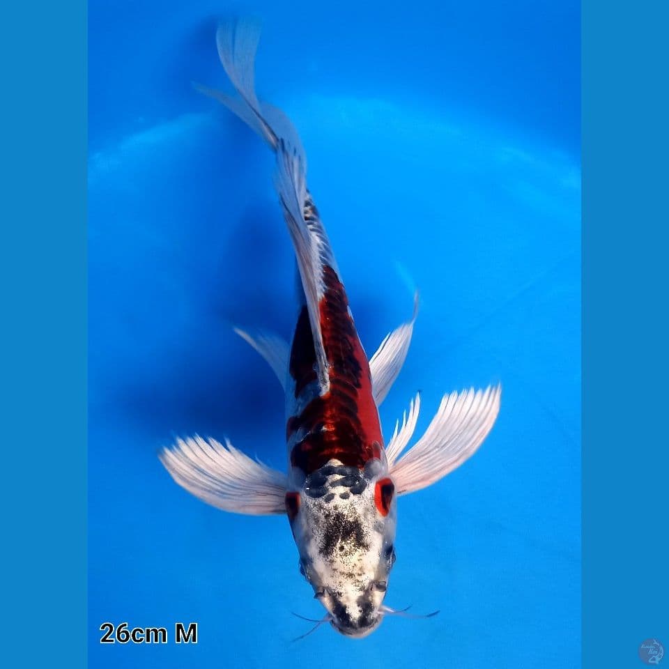 BENI KIKOKURYU 26CM MALE