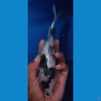 SHIRO SQ sz 20cm