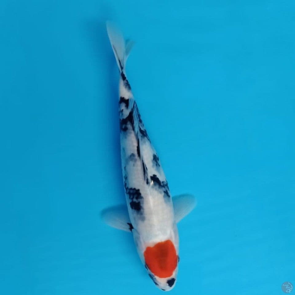 tancho showa 30cm
