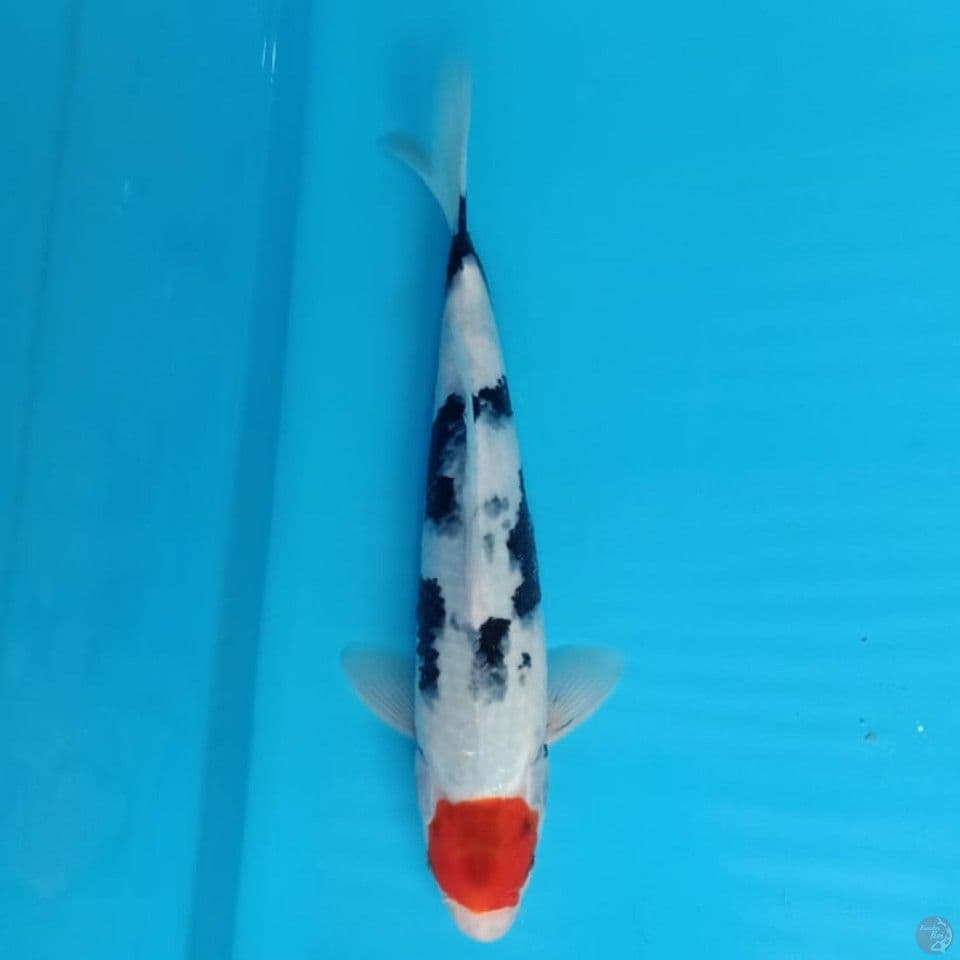 tancho showa 30cm