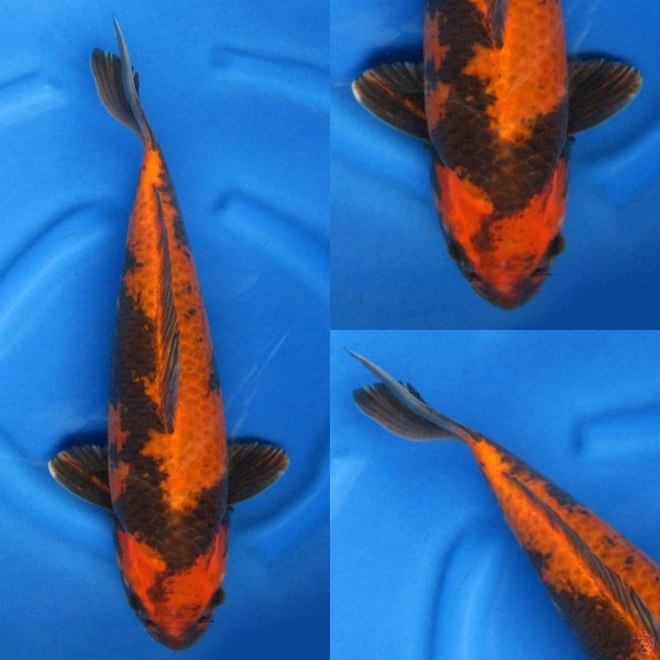 50cm, Jumbo kawarimono 