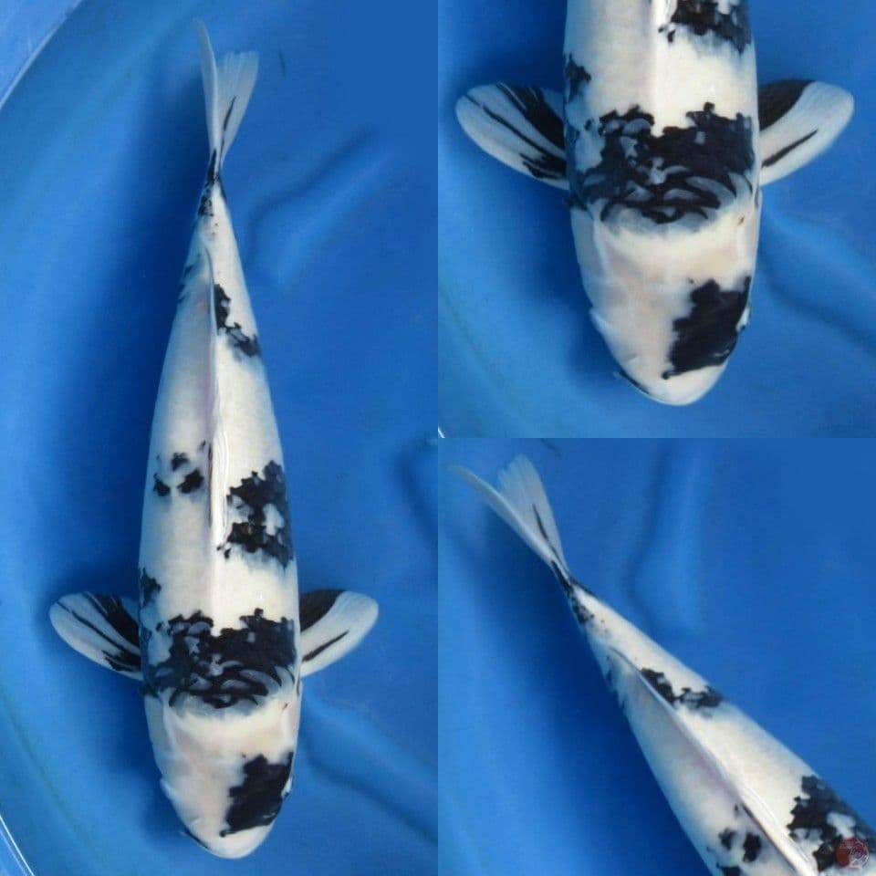 57cm, Shiro jumbo 