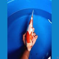 kohaku doidsu betina 35cm 