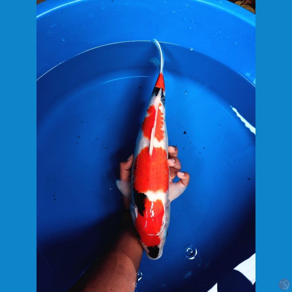 tategoi showa quality betina 42cm