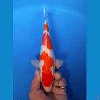 kohaku 25cm