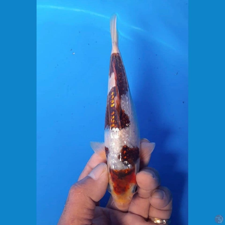 full ginrin 16 cm