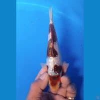 full ginrin 16 cm