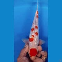 kohaku ginrin 25cm