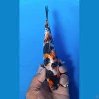 showa foitsu 20cm