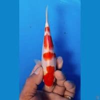 kohaku  sidik 19cm