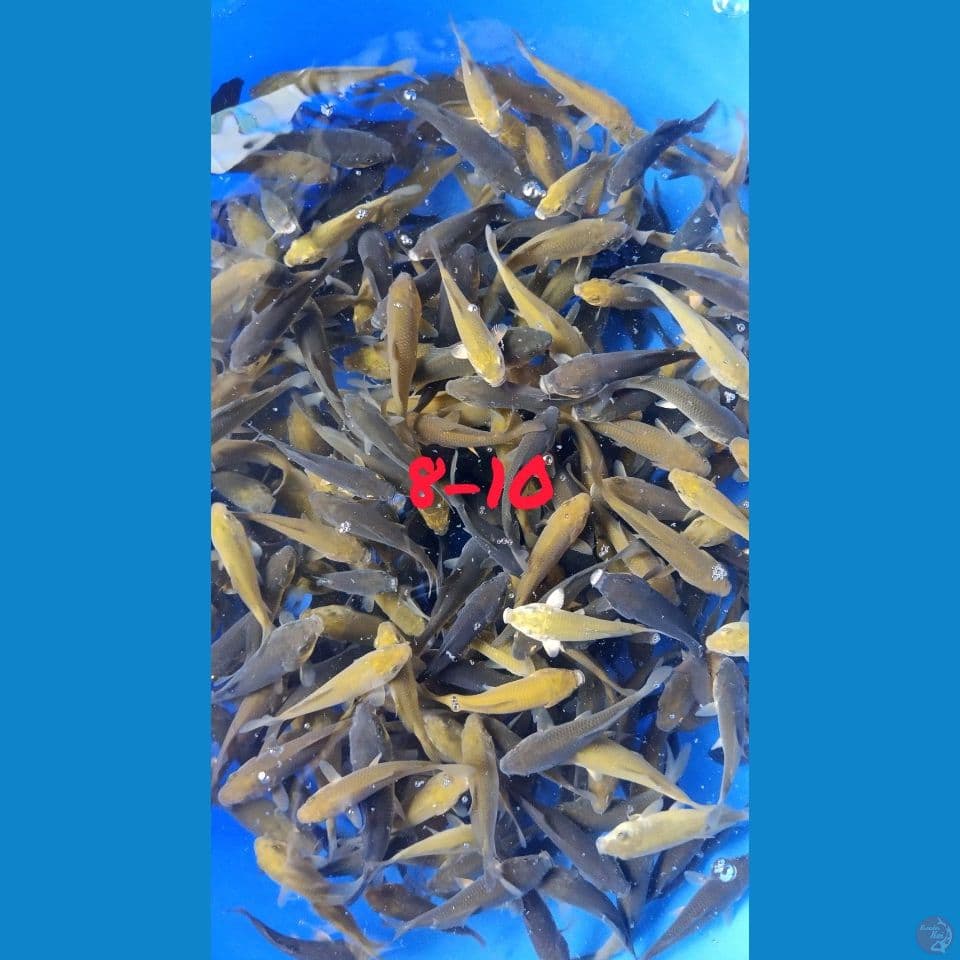 BIBITAN 150EKOR 8-10CM