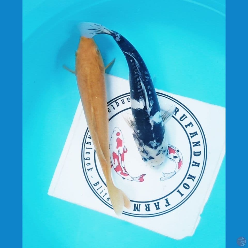 mix 35 cm 